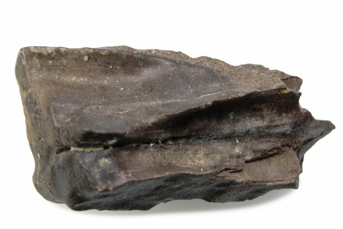 Fossil Triceratops Shed Tooth - Wyoming #376722